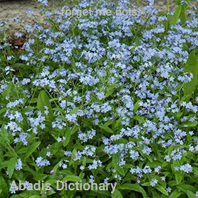 forget me nots